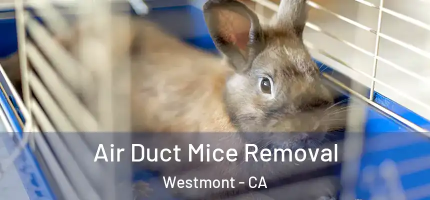  Air Duct Mice Removal Westmont - CA